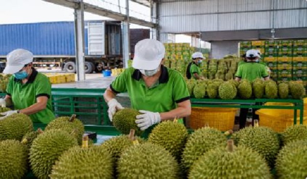 Eksport buah-buahan, sayur-sayuran Vietnam cecah hampir US$3 bilion dalam 5 bulan